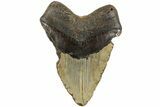 Bargain, Fossil Megalodon Tooth - North Carolina #235512-2